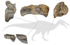 Ecco i resti del più grande dinosauro vissuto in Europa