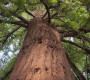 Scoperto l’albero più antico, ha più di 5 mila anni